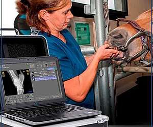 Aparelho de raio x veterinário	 Aparelho de raio x veterinário