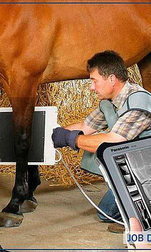 Raio x veterinario portatil preço	 Raio x veterinario portatil preço